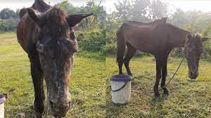 Eksplor pagi channel 47.682 views6 months ago. Nasib Kuda Delman Di Cianjur Yang Viral Jatuh Terkapar Karena Kelelahan Kini Jauh Lebih Sehat Tribunnews Com Mobile