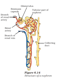 The human circulatory system consists of a network of arteries, veins, and capillaries, with the heart pumping blood through it. Life Processes Class 10 Revision Important Questions