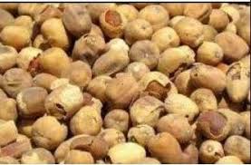 Image result for Balanites