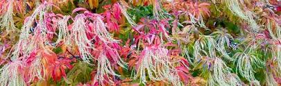 North carolina has many native flowering trees growing in its forests and other areas throughout its diverse regions. These Are Easy Beautiful Landscaping Shrubs To Grow In The Sandhills