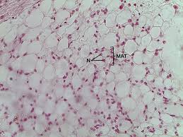 Check spelling or type a new query. Lab 3 Connective Tissue Histology