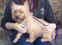 'are you paid by bill gates?'; 40 Animal Shelters In Northeast Ohio Ideas Northeast Ohio Animal Shelter Cuyahoga County