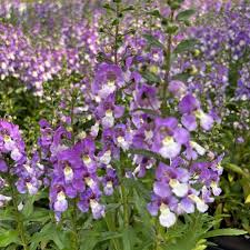 Image result for Angelonia