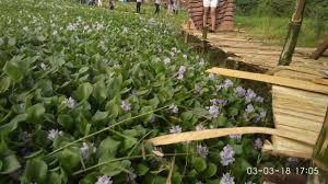Meskipun bunga eceng gondok memiliki bunga yang indah, tanaman ini memiliki kecepatan tumbuh yang sangat tinggi sehingga dapat merusak lingkungan di perairan. Kesegaran Pagi Dari Taman Eceng Gondok Kupang Regional Liputan6 Com