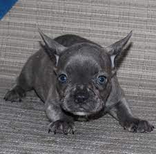 French bulldog puppies for sale in detroit mi. French Bulldog Puppies For Sale China Township Mi 310946