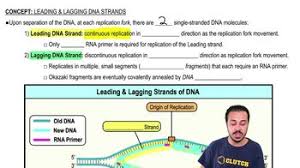 Dna Replication- Leading Vs Lagging Strand - Youtube