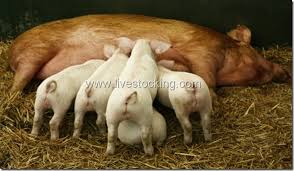 Pregnancy And Gestation Periods Of Various Farm Animals