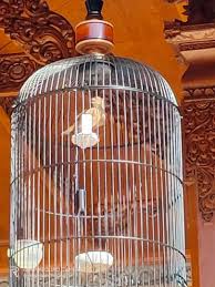 Gambar gambar burung garuda pancasila hitam putih uptodate 2018 di via rebanas.com. Tangkringan Burung Branjangan Batu Apung Tangkringan Branjangan Hewan Peliharaan 803709346