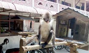 Fauna diantaranya rusa merah skoltlandia dan sekitar 400 burung termasuk rajawali emas dari skotlandia dan belibis merah yang khas dari inggris. Flora Fauna Archives Page 3 Of 82 Mongabay Co Id Mongabay Co Id