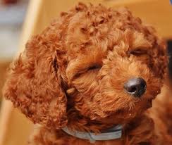 Maybe you would like to learn more about one of these? 3 Best Irish Doodle Breeders In Canada 2021