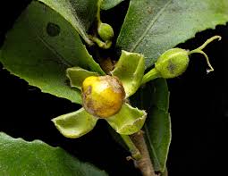 Image result for Streblus