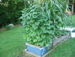 Vining cucumbers are also known to grow straighter and are typically cleaner than those grown on the ground. Growing Cucumbers Vertically How To Grow Cucumbers In Small Gardens