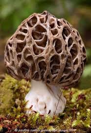 Pilz Pilze Pilze Pilz Kunst Pflanzen
