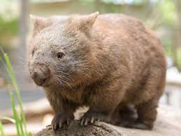 Endemism in a species can arise through a species going extinct in other regions. Endemic Species Of Australia