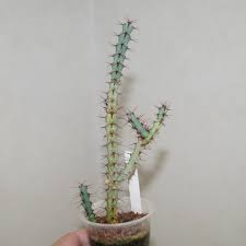 Image result for Euphorbia schinzii