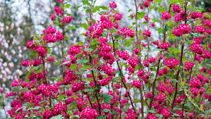 6 Bluhende Straucher Im Fruhjahr Hecke Pflanzen Straucher Garten Heckenpflanzen