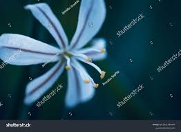 Image result for Trachyandra saltii