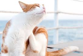 Are cat allergies causing you a miserable living situation at home? Allergies In Cats Symptoms Prevention And Home Remedies Top 10 Home Remedies Top 10 Home Remedies Allergy Remedies Home Remedies