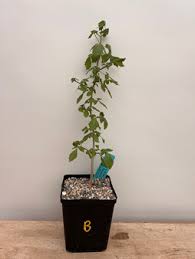 Image result for Cissus humbertii