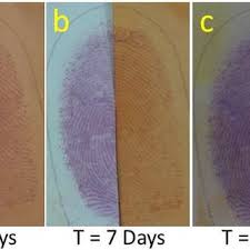 Partner Report Sheet Experiment Xvi Separations By | Chegg.Com