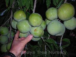 The leaves and stem on a healthy ice cream banana tree are lime green, and the blossoms that the banana grows out of are red. Pin On Fruit Trees I Grow