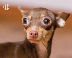 Image result for dog expressions