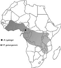 Image result for Polystachya golungensis