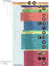 Image result for Monodora grandidieri