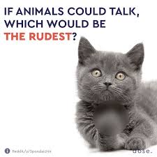 New comments cannot be posted and votes cannot be cast. Dose On Twitter Cats Is The Obvious Answer What Else You Got