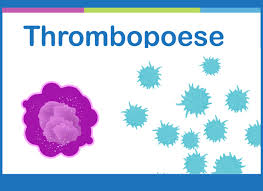 Trombozyten spielen bei der (свертывании крови) eine wichtige rolle. Thrombopoese Bildung Der Thrombozyten Dr Stephan
