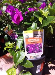 Check spelling or type a new query. Bougainville Elizabeth Angus Pure Leaf Tea Bottle Garden Club Pure Leaf Tea