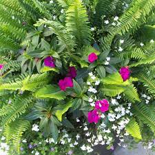 Maybe you would like to learn more about one of these? Nephrolepis Kimberly Queen Garden Crossings
