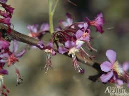 Mexican buckeye tree with pink flowers texas. Plants Of Texas Rangelands Mexican Buckeye