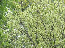 Image result for Turraea floribunda