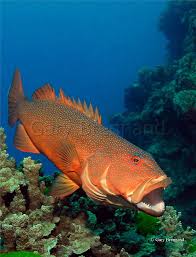 Coral Trout Crystal Dive Award Winning 5 Star Scuba Diving On Tropical Koh Tao In Thailand Https Www Cr Underwater Sea Ocean Animals Underwater Creatures
