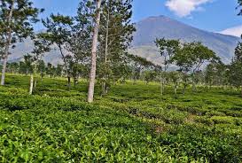 Setelah sampai di terminal lawang, anda bisa ganti. Lokasi Dan Harga Tiket Masuk Kebun Teh Wonosari Lawang Malang Serunya Ngeteh Di Padang Hijau Daka Tour