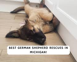 German shepherds of the ozarks can help with our litters of akc german shepherd puppies for sale. Best German Shepherd Rescues In Michigan 2021 We Love Doodles