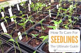 Protects plants from frost, fluctuating temperatures, premature thaws, insects, wildlife and wind. How To Care For Seedlings After Germination