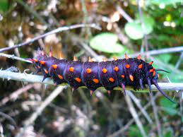 There are several other types of milkweeds but this is a somewhat unique milkweed and is one of the more favored host plants of the monarch butterflies. Aristolochia Gigantea A Death Sentence For Baby Pipevine Swallowtails