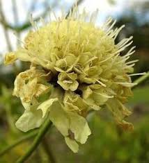 Image result for Cephalaria pungens