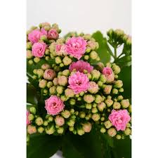 Image result for Kalanchoe rosalina