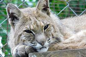 Bobcats are by nature wild animals, so owners must cater. Walter Bobcat Black Pine Animal Sanctuary