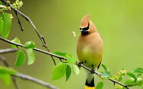 Good day, on this site you can quickly and conveniently download free wallpapers for your desktop. Birds Catch Best Bird Wallpaper Hd Download Birds Wallpaper Beautiful Bird Wallpaper Beautiful Birds Cute Birds