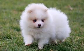 Black And Brown Pomeranian Price Cute White Pomeranian Puppies For Sale Price Pomeranian Puppy Pomeranian Puppy For Sale White Pomeranian Puppies