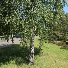 Maybe you would like to learn more about one of these? Birke Hange Oder Warzen Birke Betula Pendula Roth Arzneipflanzen Lexikon