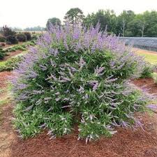 Image result for Vitex fischeri