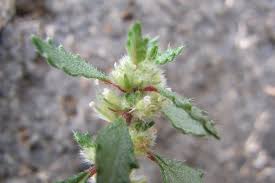 Image result for Elatostema welwitschii