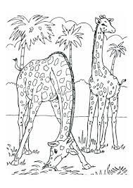 Dibujo Para Colorear Jirafas Dibujos Para Imprimir Gratis En 2020 Animales Para Pintar Dibujos Para Colorear Animalitos Para Colorear