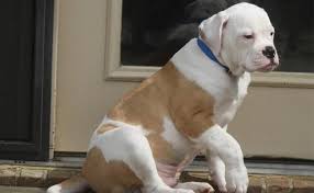 Breeding purebred, registered american bulldogs for over ten years. American Bulldog Breed Information And Temperament Petmoo