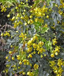 Image result for Delosperma mahonii